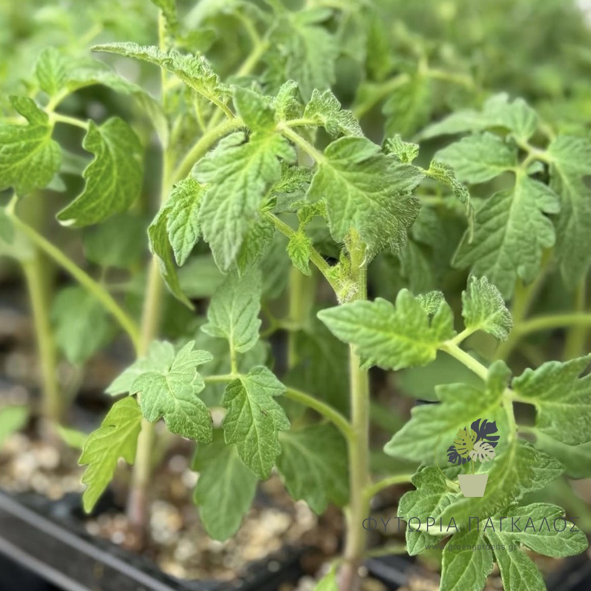 🌱 ΚΗΠΕΥΤΙΚΑ ΦΥΤΑ | Φυτώριο Online – Ντομάτες, Πιπεριές, Λαχανικά - 